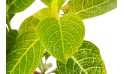 سيدرانثيمم