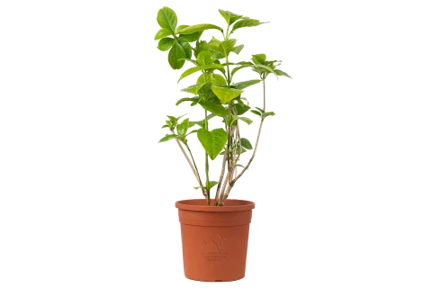 Pseuderanthemum atropurpureum variegate