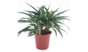 Ruelia Dwarf Blue