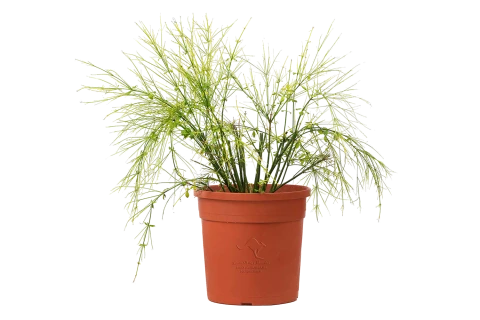 Russelia equisitifolia Red