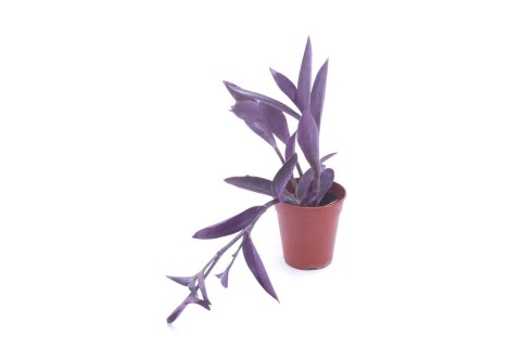 نبتة القلب الإرجواني