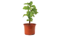  رجل الارنب (ويديليا)