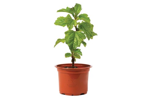  رجل الارنب (ويديليا)