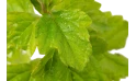  رجل الارنب (ويديليا)