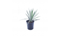 Yucca Filamentosa