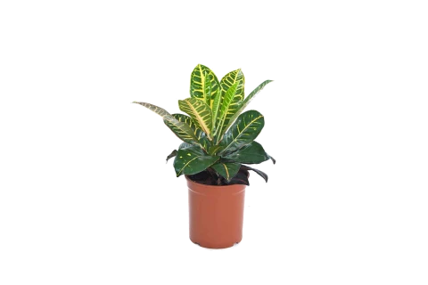 Codiaeum Plant