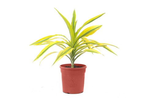 نبتة داخلية دراسينا ليمون لايم