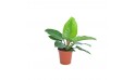 Philodendron Imperial Green