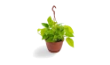 سكندبسوس معلقة