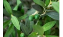 شجرة الزيتون الاصطناعية   