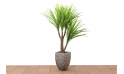 نبات صناعي Dracenea 200lvs