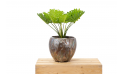 نبات صناعي Caladium 12lvs