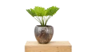 نبات صناعي Caladium 12lvs