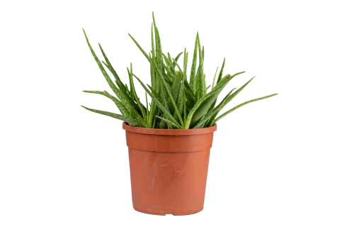 Aloe vera-Green