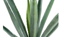 اجافا امريكى