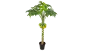 بابايا