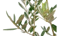 شجرة الزيتون