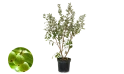 جوافه