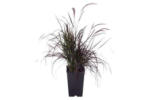 Pennisetum setaceum 'Rubrum' (Purple Fountain Grass)