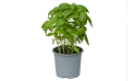 Basil 