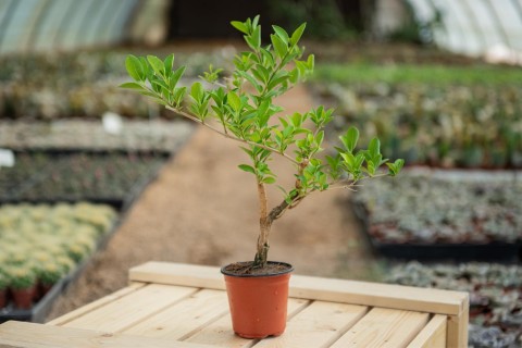 طربوش الملك