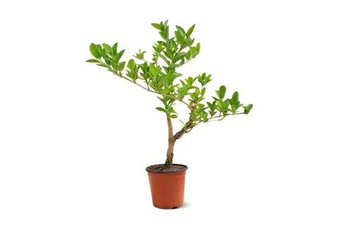 Clerodendrum Inerme (Yasmin Zafar)