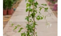 Jasminum Grandiflora-white