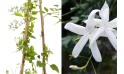 Jasminum Grandiflora-white