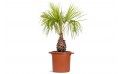 Latania Verschaffeltii (yellow Latan Palm)