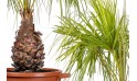 Latania Verschaffeltii (yellow Latan Palm)