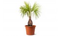 Latania Verschaffeltii (yellow Latan Palm)