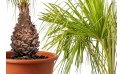 Latania Verschaffeltii (yellow Latan Palm)