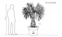 Latania Verschaffeltii (yellow Latan Palm)