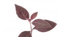 الراء اللبدي ( إرفا)