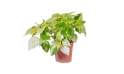 اكاليفا ويلكنسانيا
