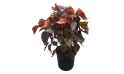 Acalypha Wilkensiana Moorea-brown