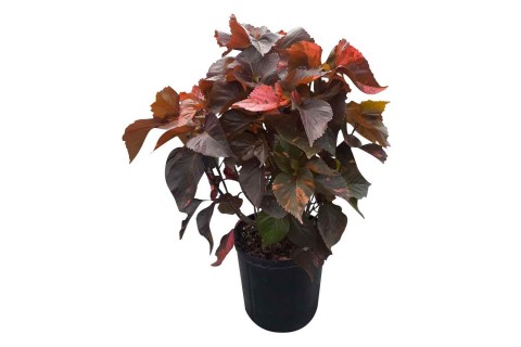 Acalypha wilkensiana Moorea-Brown