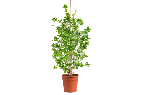 Cestrum diurnum [Queen of day]- -White