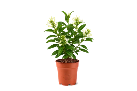 Cestrum nocturnum [Queen of night]-White