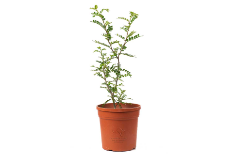 كارمونا ميكروفيلا ( شجرة الشاي)