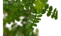 كارمونا ميكروفيلا ( شجرة الشاي)