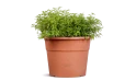 كارمونا ميكروفيلا ( شجرة الشاي)