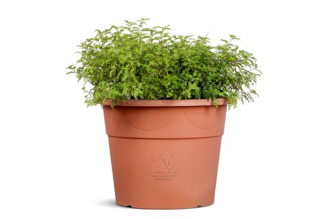 كارمونا ميكروفيلا ( شجرة الشاي)
