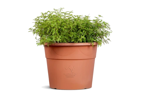 كارمونا ميكروفيلا ( شجرة الشاي)