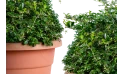 بوكسيس