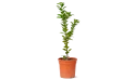 Ficus Panda-green