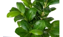 Ficus Panda-green