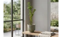 Ficus Panda-green