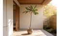 ياسمين هندي - نباتات خارجية 