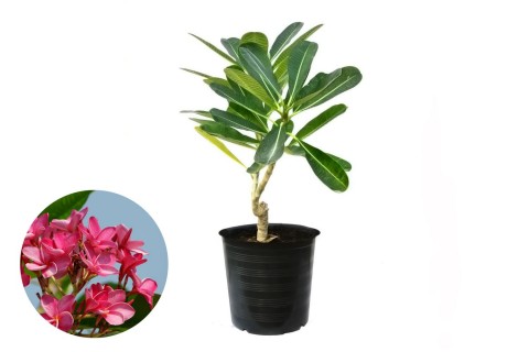 بلوميريا زهري